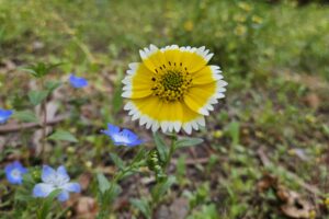 Native Baby Blue Eyes and Tidy Tips blooming on campus.